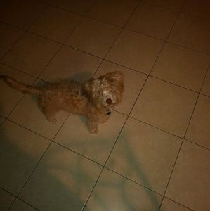 Meet your Posher, Johnnie